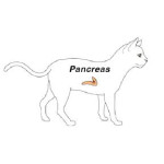Pancreas Care 胰臟護理
